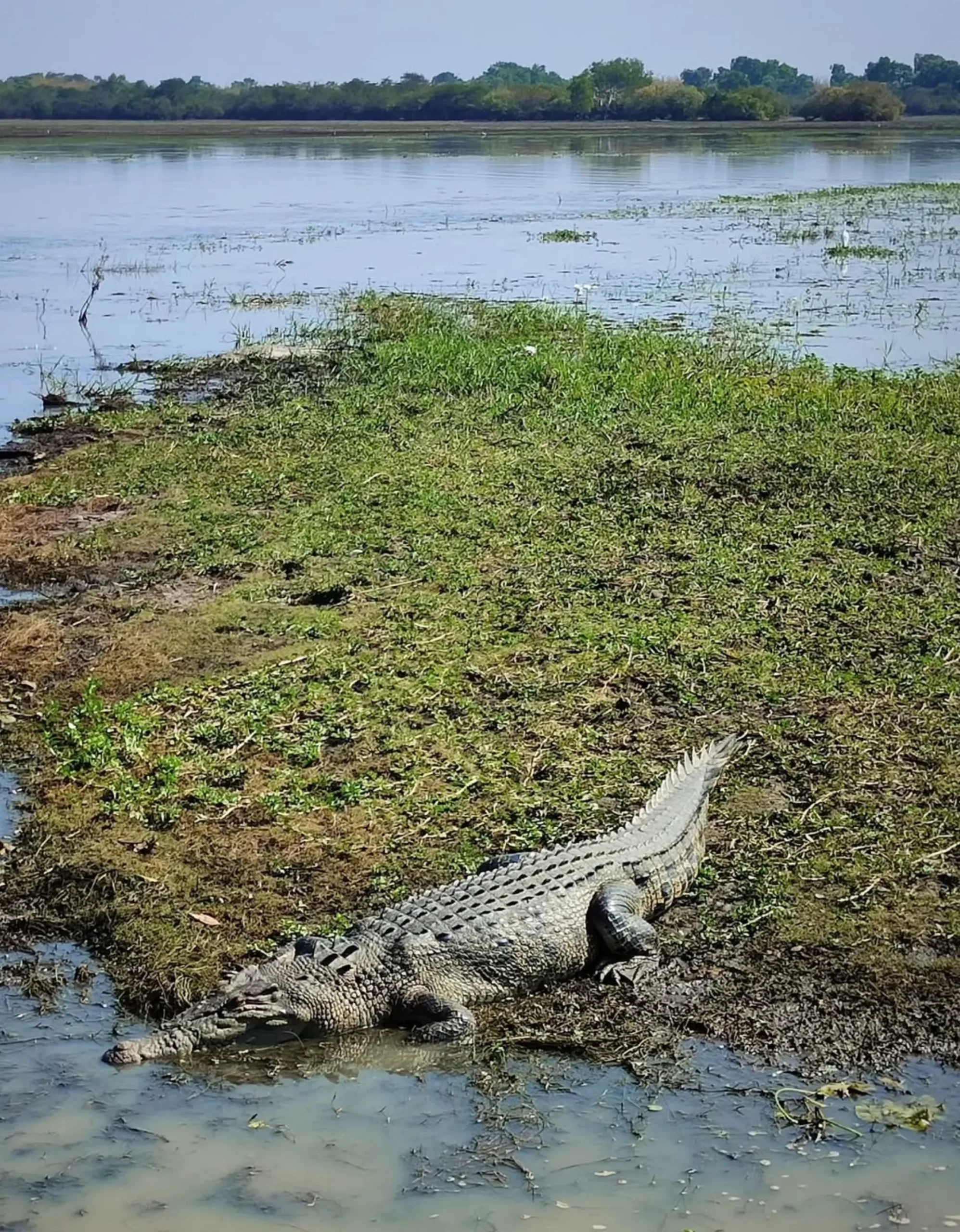 Saltwater Crocodiles, Kakadu