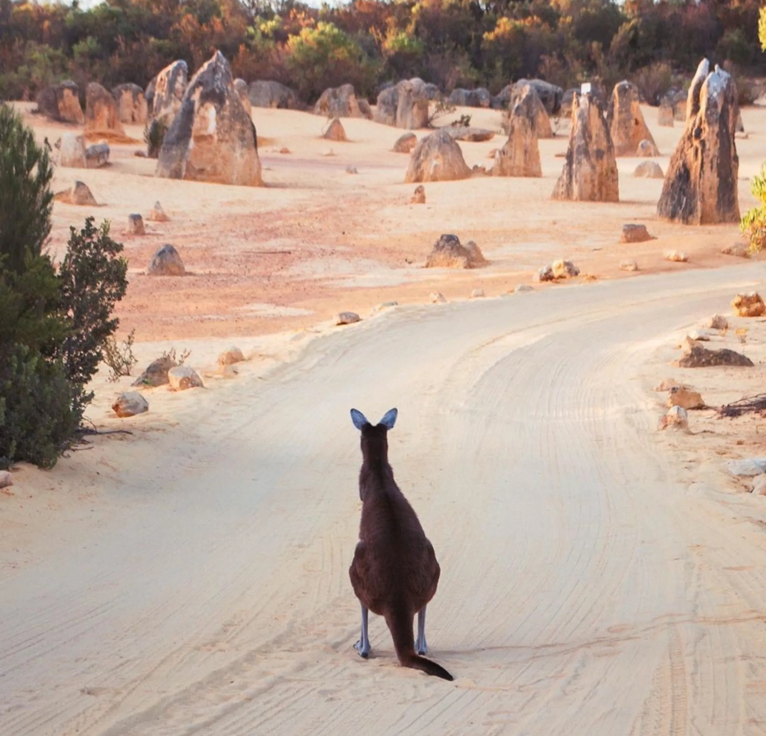 white sand dunes, Nambung